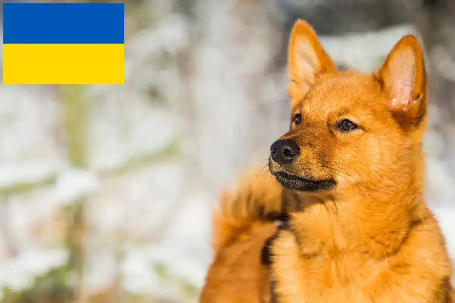 Finnspitz szczenięta i hodowcy Ukraina Tutaj można znaleźć hodowców Finnenspitze w Ukraina.