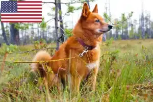 Read more about the article Finnspitz hodowcy i szczenięta w USA