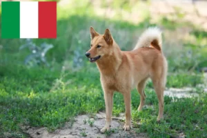 Read more about the article Finnspitz hodowcy i szczenięta w Włochy