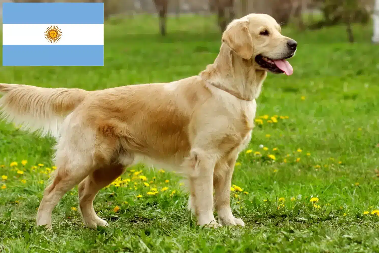 Golden Retriever szczenięta i hodowcy Argentyna Tutaj znajdziesz hodowców rasy Golden retriever w Argentyna.