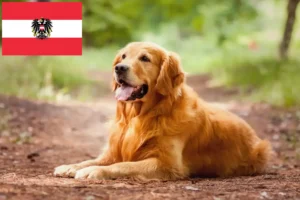 Read more about the article Hodowcy i szczenięta Golden Retriever w Austria