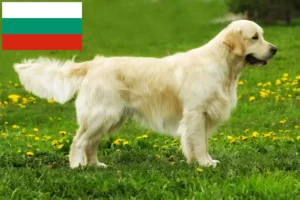 Read more about the article Hodowcy i szczenięta Golden Retriever w Bułgaria