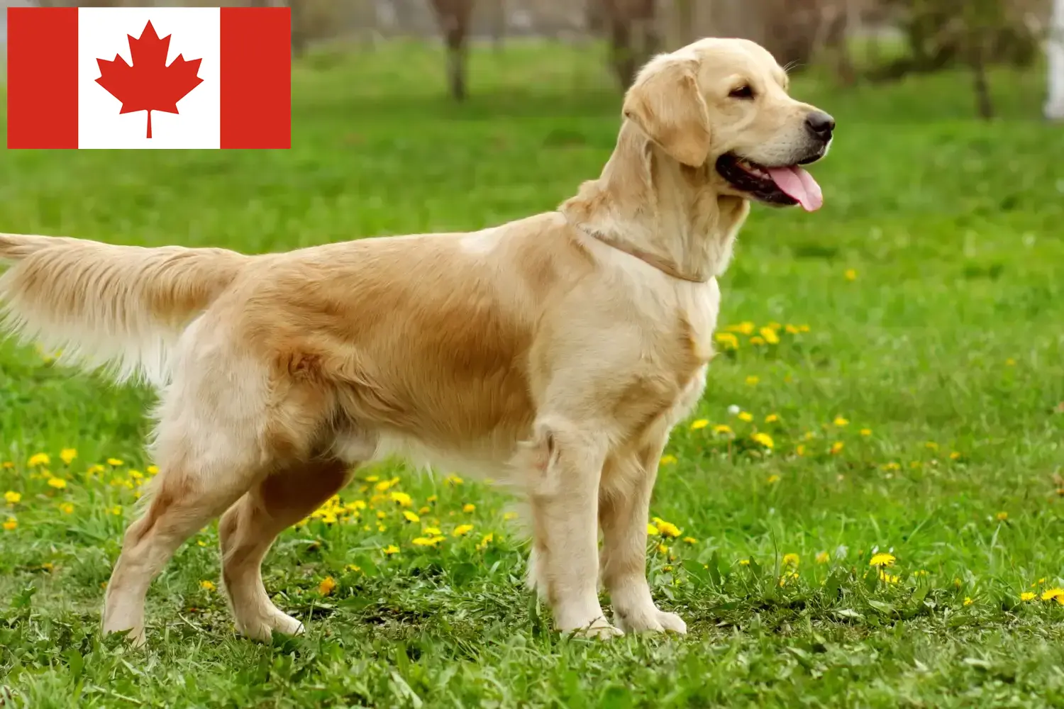 Golden Retriever szczenięta i hodowcy Kanada Tutaj znajdziesz hodowców rasy Golden retriever w Kanada.