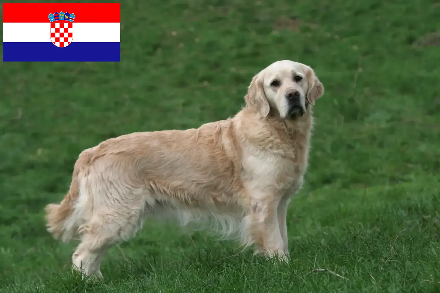 Golden Retriever szczenięta i hodowcy Chorwacja Tutaj znajdziesz hodowców rasy Golden retriever w Chorwacja.