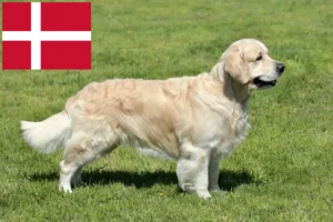Read more about the article Hodowcy i szczenięta Golden Retriever w Dania