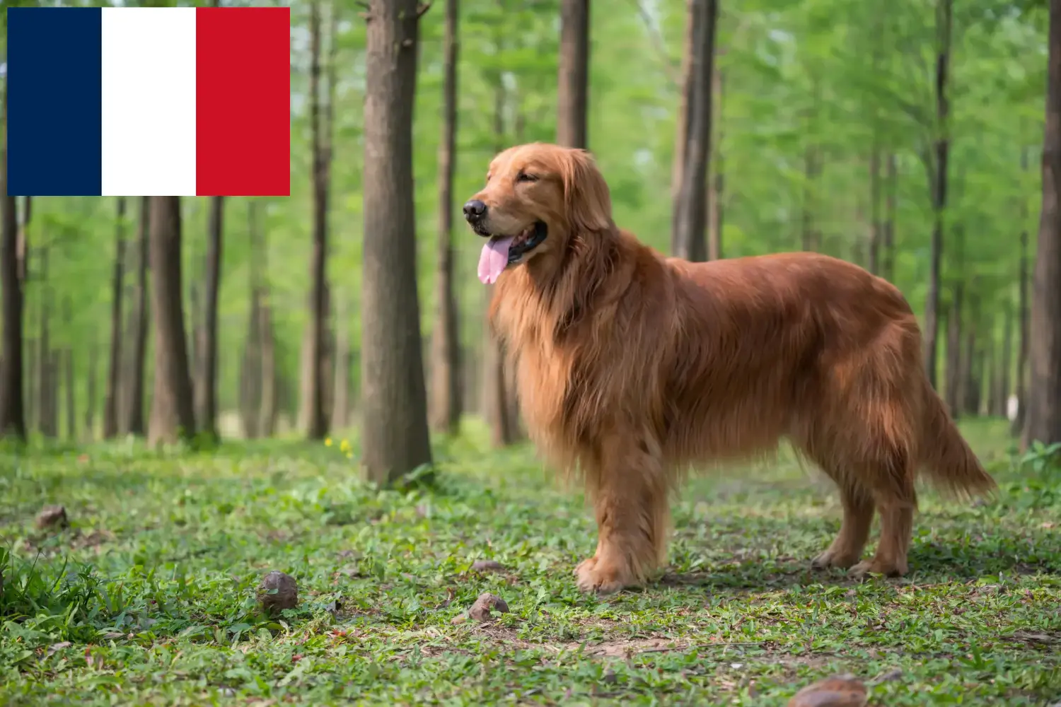 Golden Retriever szczenięta i hodowcy Francja Tutaj znajdziesz hodowców rasy Golden retriever w Francja.