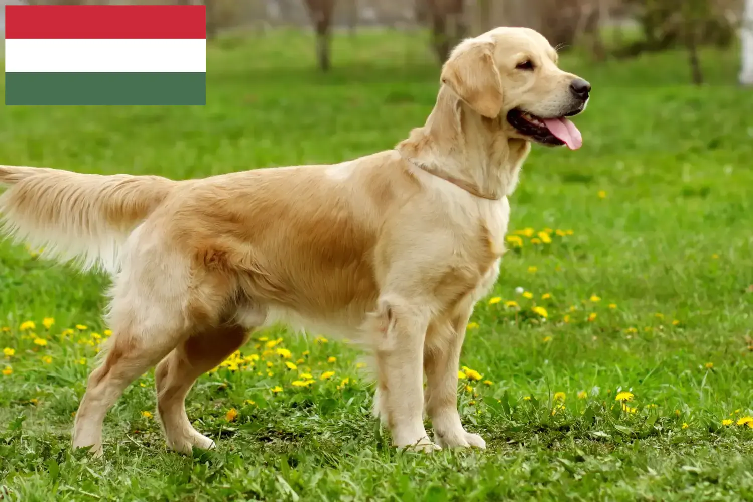 Golden Retriever szczenięta i hodowcy Węgry Tutaj znajdziesz hodowców rasy Golden retriever w Węgry.