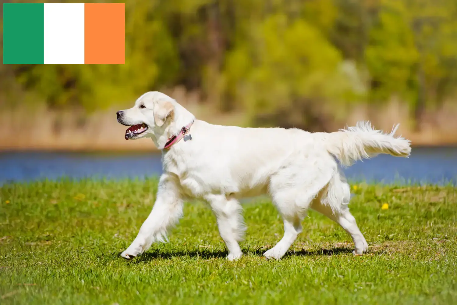 Golden Retriever szczenięta i hodowcy Irlandia Znajdź hodowców golden retrieverów w Irlandia.