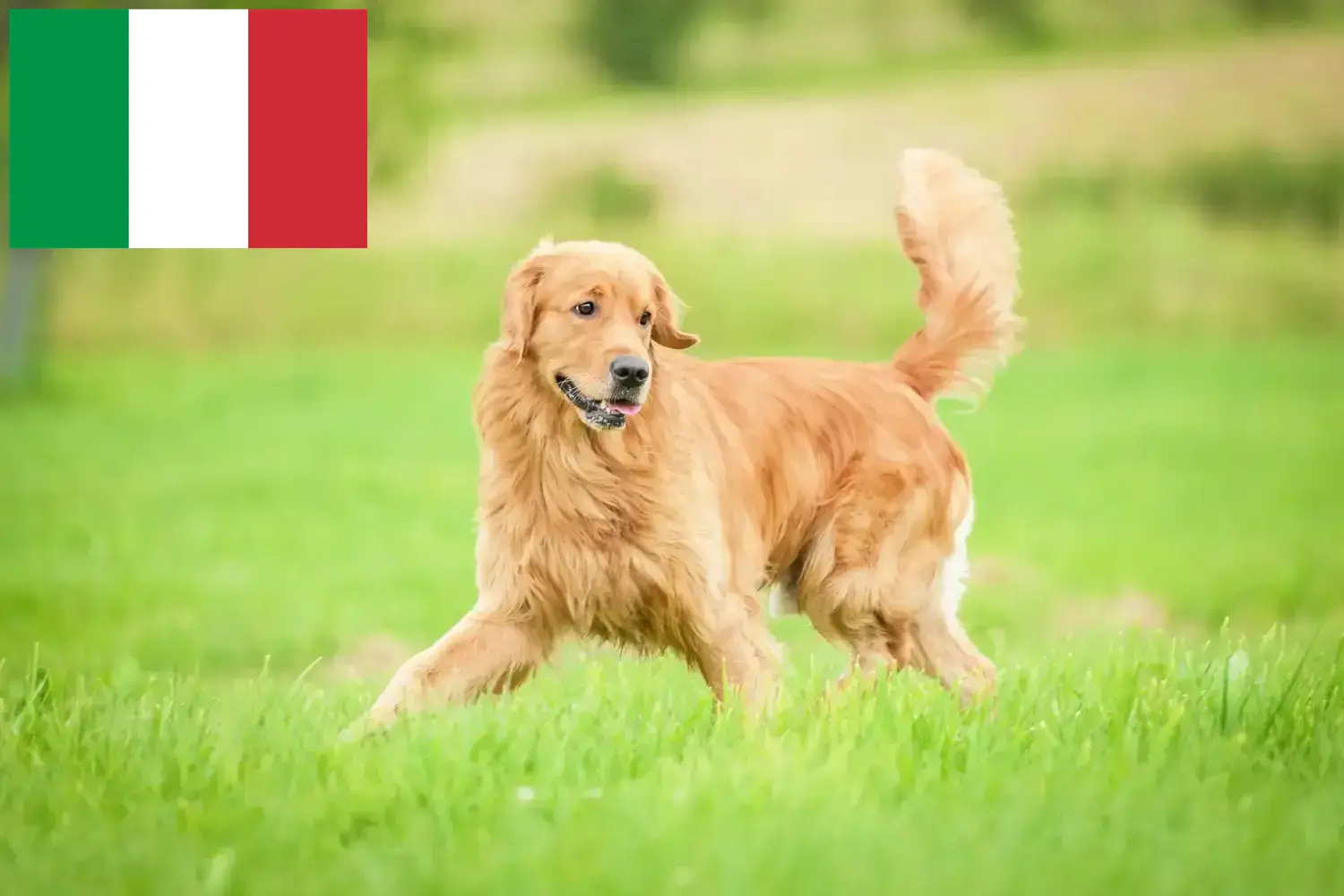 Golden Retriever szczenięta i hodowcy Włochy Tutaj znajdziesz hodowców rasy Golden retriever w Włochy.
