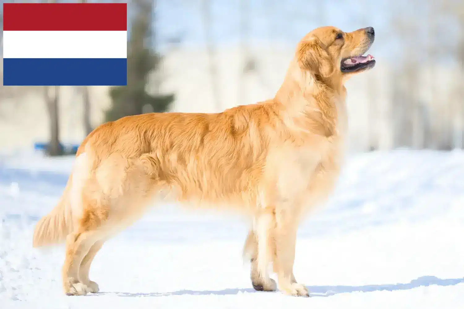 Golden Retriever szczenięta i hodowcy Holandia Tutaj znajdziesz hodowców rasy Golden retriever w Holandia.