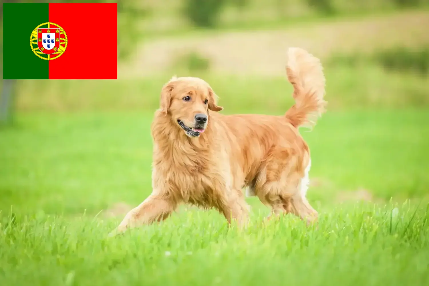 Golden Retriever szczenięta i hodowcy Portugalia Tutaj znajdziesz hodowców rasy Golden retriever w Portugalia.