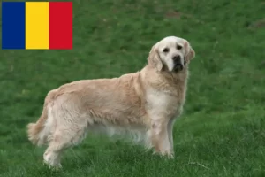Read more about the article Hodowcy i szczenięta Golden Retriever w Rumunia