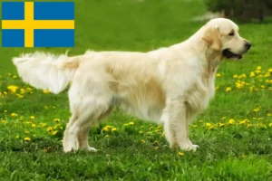 Read more about the article Hodowcy i szczenięta Golden Retriever w Szwecja