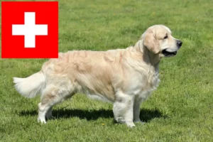 Read more about the article Hodowcy i szczenięta Golden Retriever w Szwajcaria