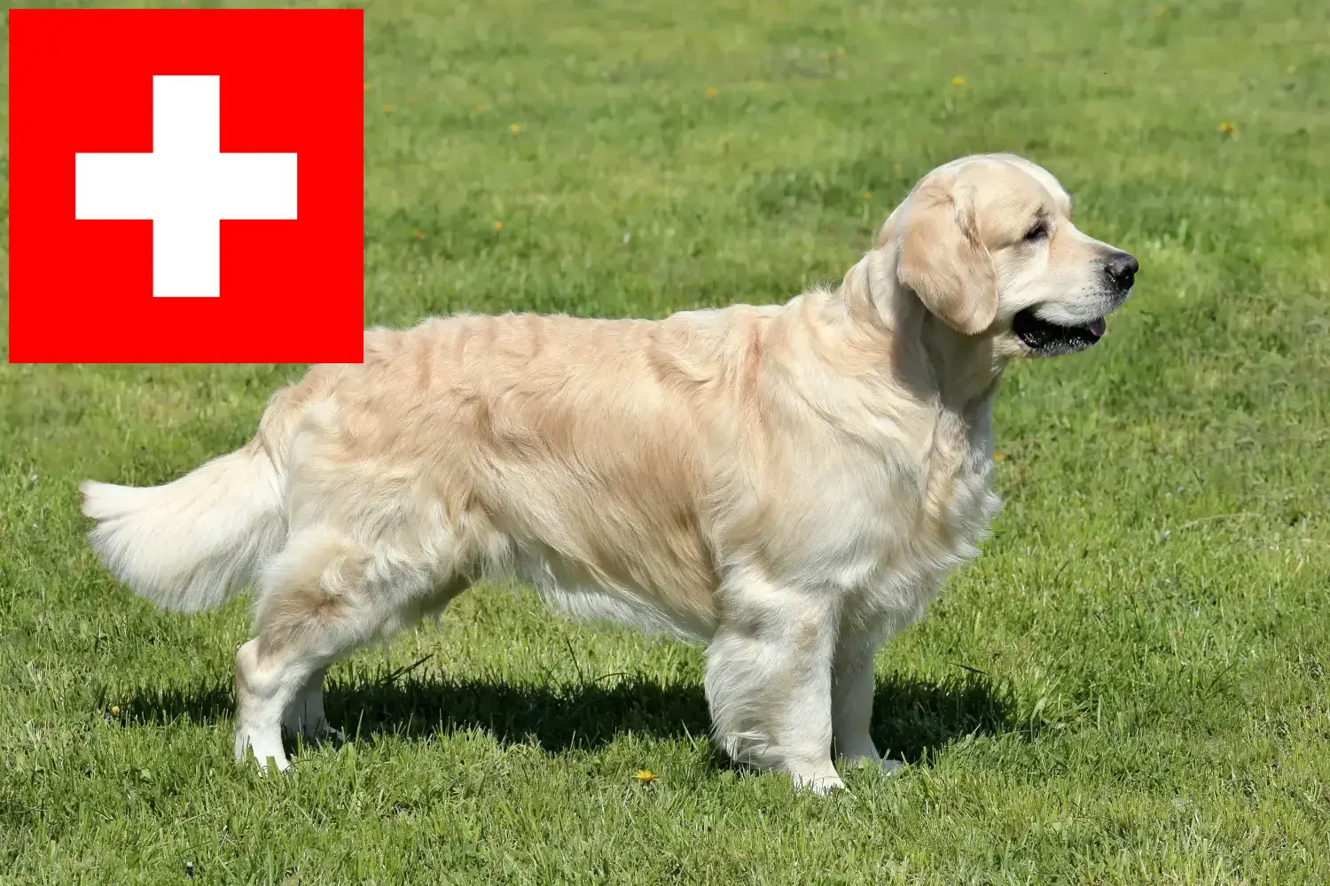 Golden Retriever szczenięta i hodowcy Szwajcaria Tutaj znajdziesz hodowców rasy Golden retriever w Szwajcaria.