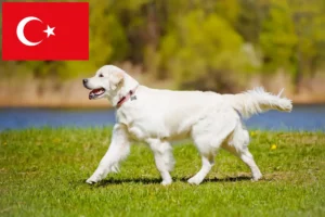 Read more about the article Hodowcy i szczenięta Golden Retriever w Turcja