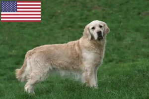 Read more about the article Hodowcy i szczenięta Golden retriever w USA