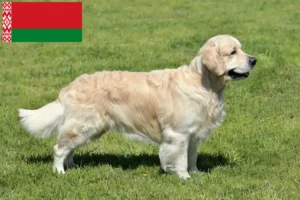 Read more about the article Hodowcy i szczenięta Golden Retriever w Białoruś