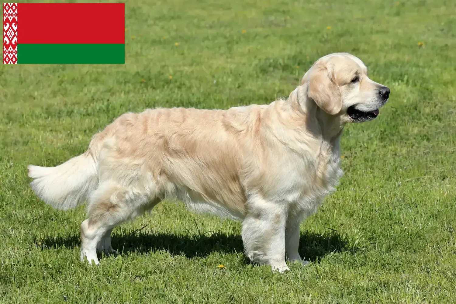 Golden Retriever szczenięta i hodowcy Białoruś Tutaj znajdziesz hodowców rasy Golden retriever w Białoruś.