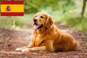 Read more about the article Hodowcy i szczenięta Golden Retriever w Hiszpania