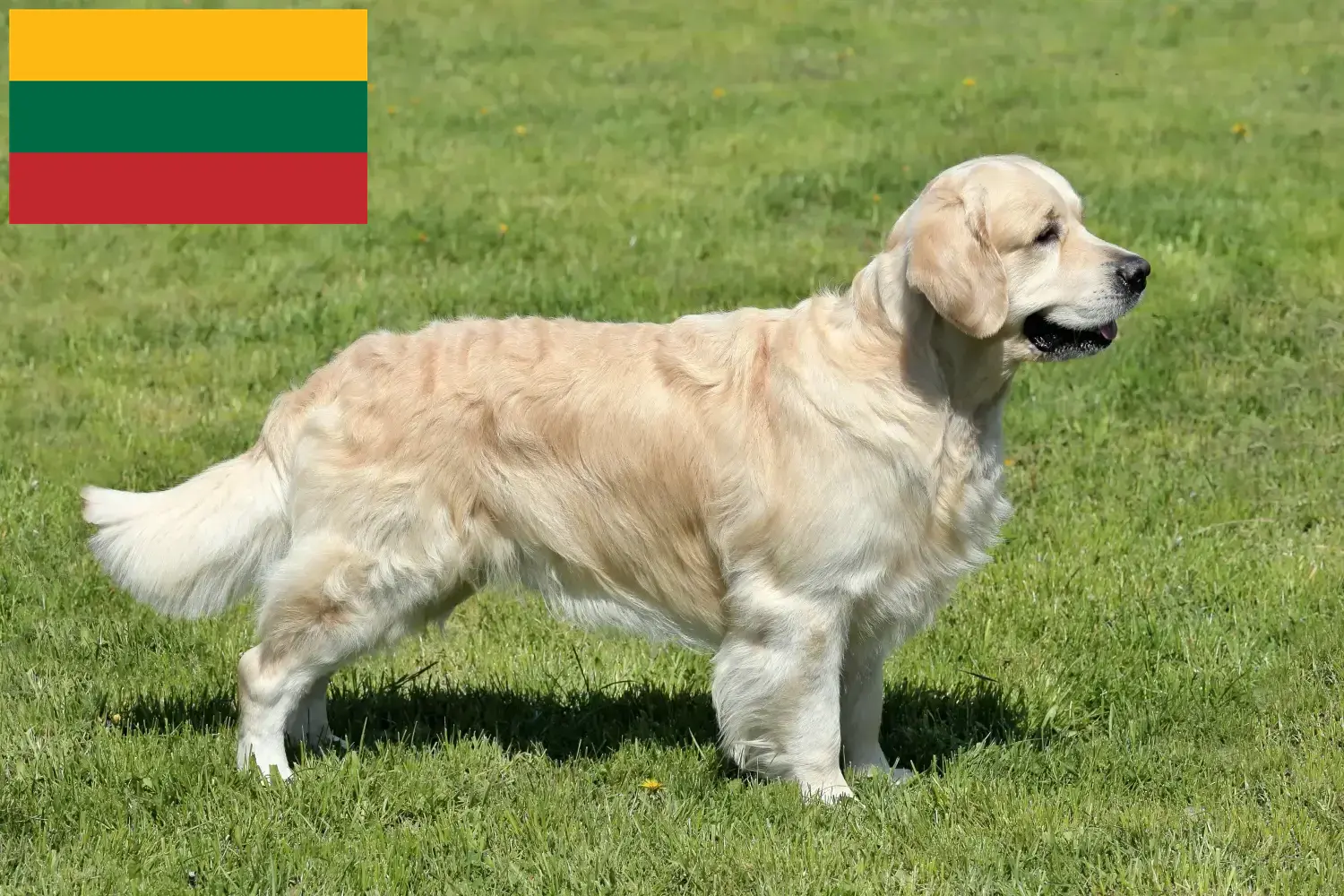 Golden Retriever szczenięta i hodowcy Litwa Tutaj znajdziesz hodowców rasy Golden retriever w Litwa.