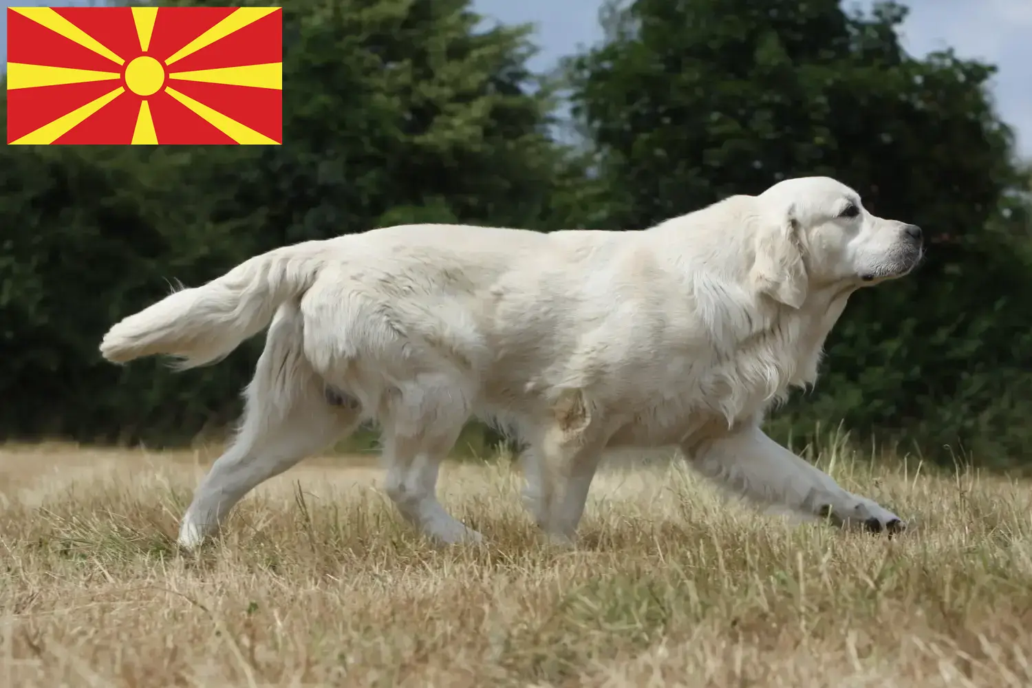Golden Retriever szczenięta i hodowcy Macedonia Północna Znajdź hodowców golden retrieverów w Macedonia Północna.