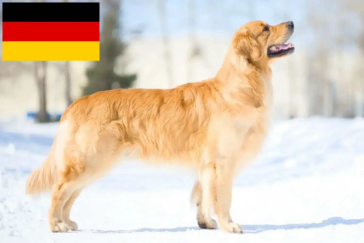 Golden Retriever szczenięta i hodowcy Niemcy Tutaj znajdziesz hodowców rasy Golden retriever w Niemcy.