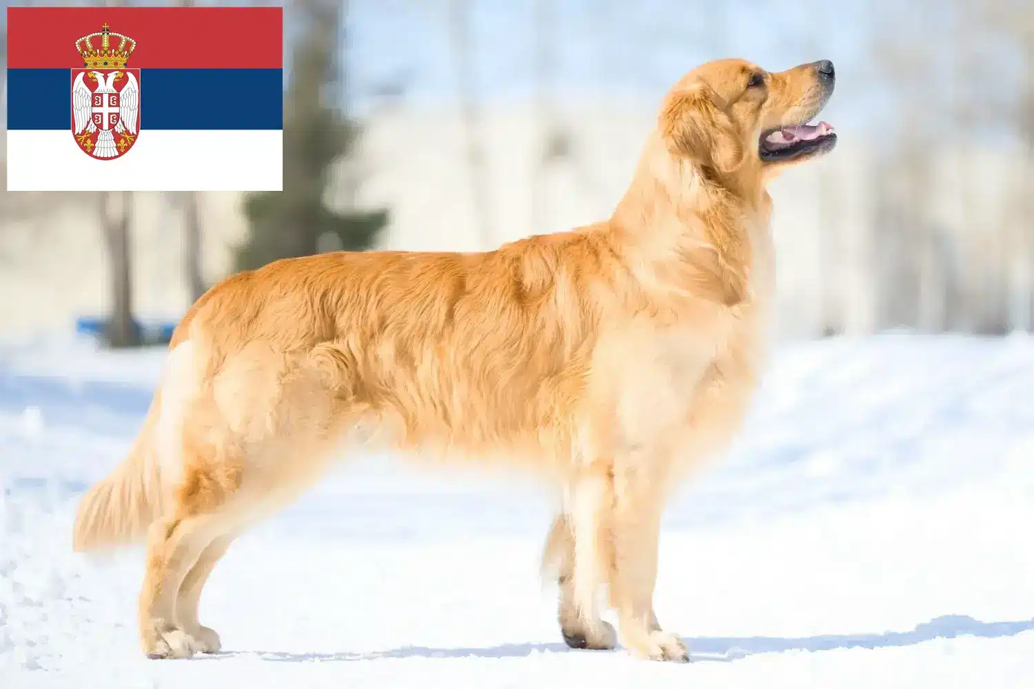 Golden Retriever szczenięta i hodowcy Serbia Tutaj znajdziesz hodowców rasy Golden retriever w Serbia.