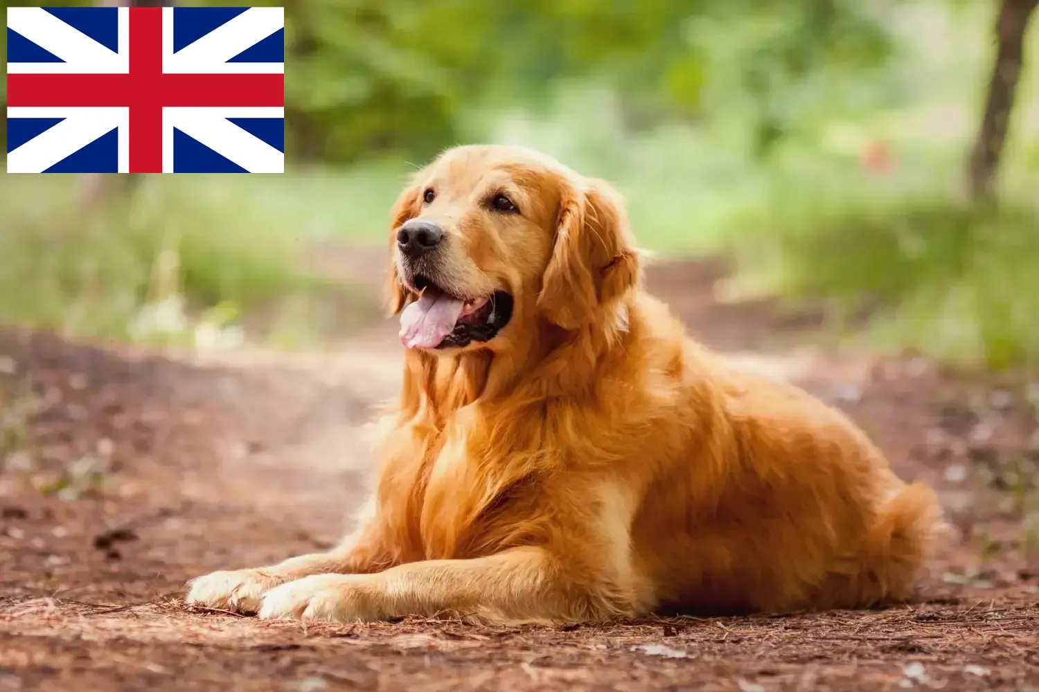 Golden Retriever szczenięta i hodowcy Wielka Brytania Tutaj znajdziesz hodowców rasy Golden retriever w Wielka Brytania.