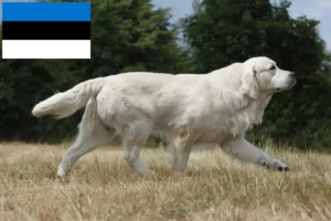 Read more about the article Hodowcy i szczenięta golden retriever w Estonia