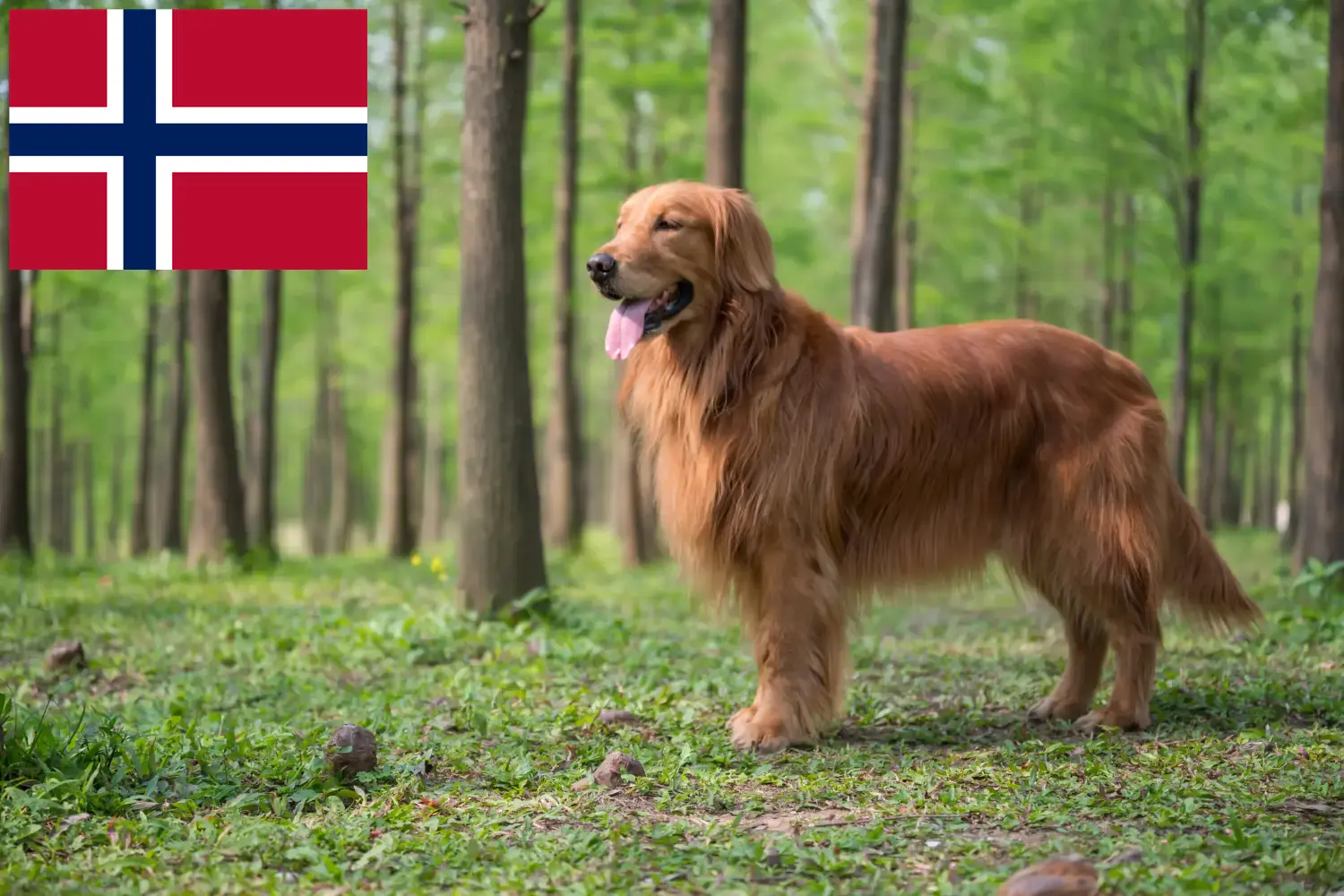 Golden Retriever szczenięta i hodowcy Norwegia Tutaj znajdziesz hodowców rasy Golden retriever w Norwegia.