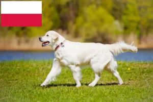 Read more about the article Hodowcy i szczenięta Golden Retriever w Polska