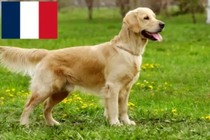 Read more about the article Hodowcy i szczenięta golden retriever w Reunion