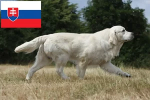 Read more about the article Hodowcy i szczenięta Golden Retriever w Słowacja
