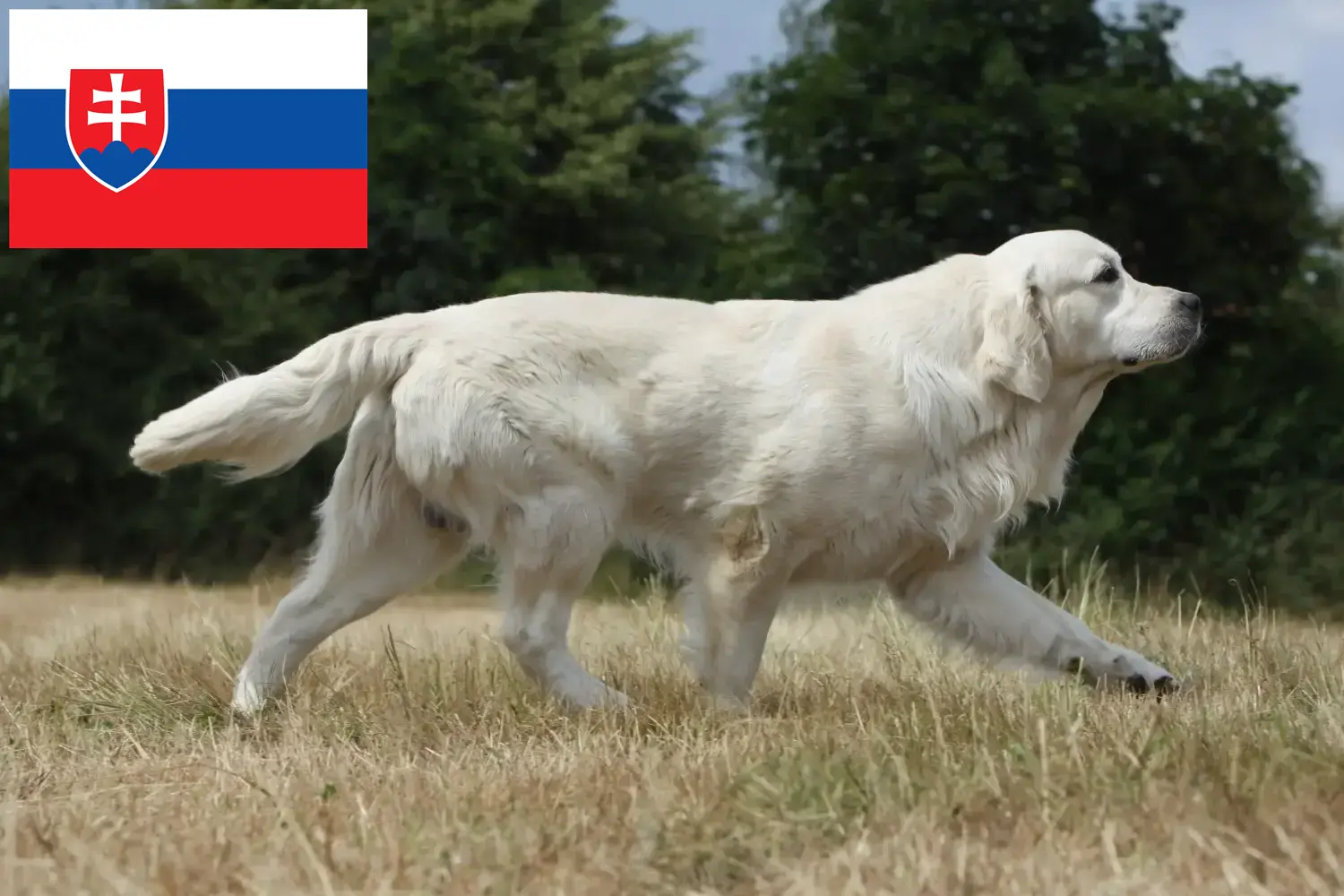 Golden Retriever szczenięta i hodowcy Słowacja Tutaj znajdziesz hodowców rasy Golden retriever w Słowacja.