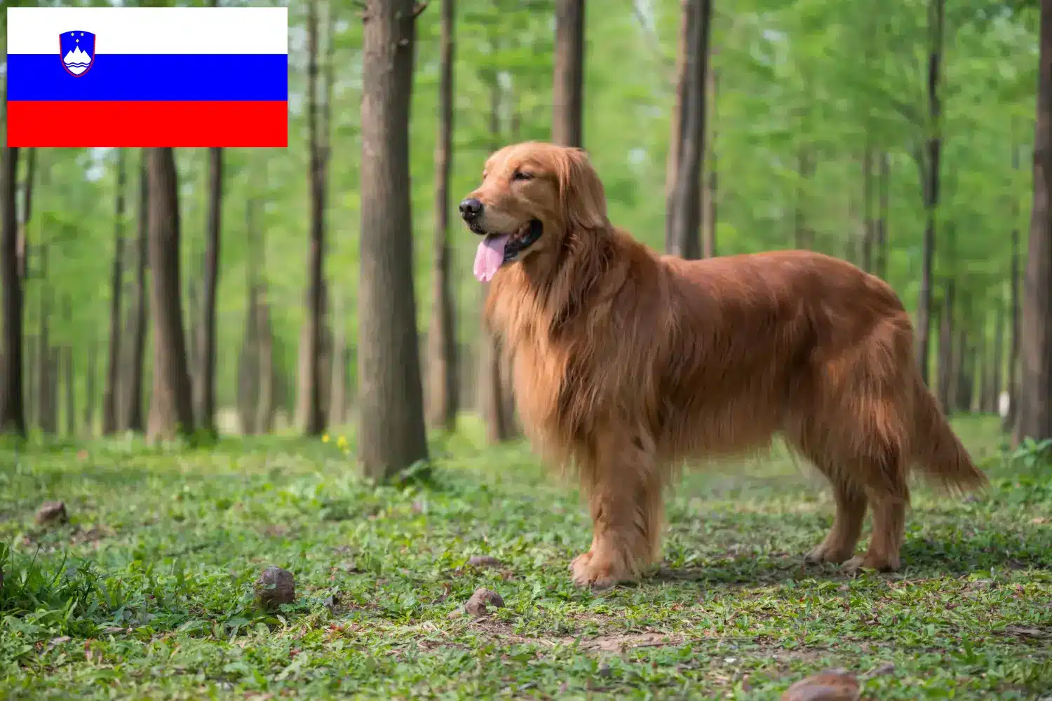 Golden Retriever szczenięta i hodowcy Słowenia Tutaj znajdziesz hodowców rasy Golden retriever w Słowenia.