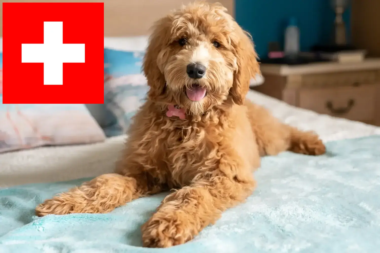 Goldendoodle szczenięta i hodowcy Szwajcaria Tutaj znajdziesz hodowców Goldendoodles w Szwajcaria.