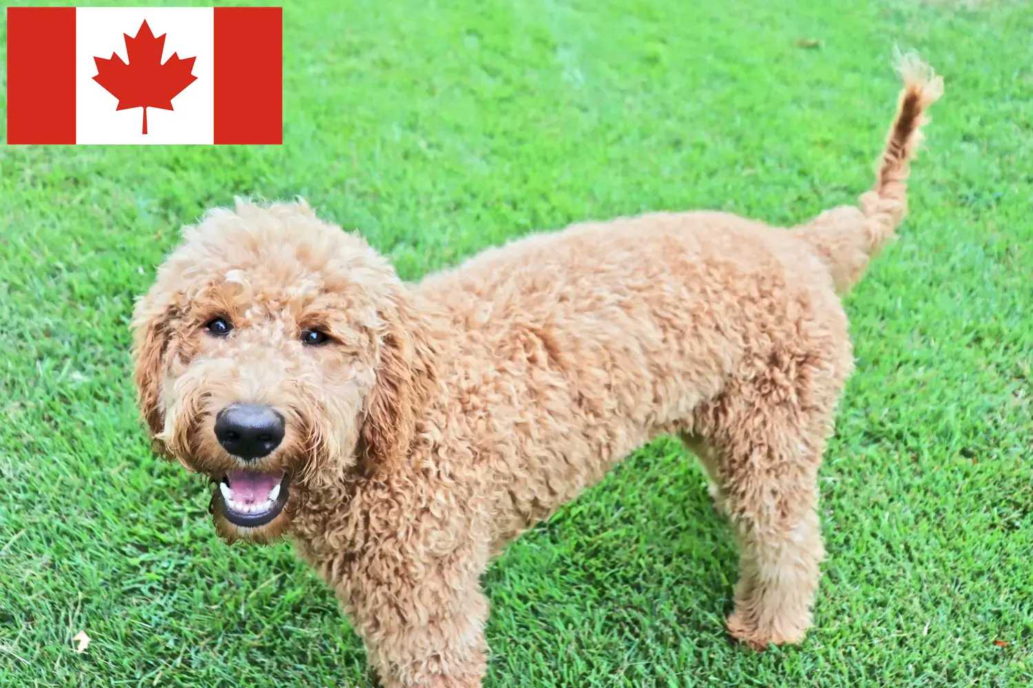 Goldendoodle szczenięta i hodowcy Kanada Znajdź hodowców Goldendoodles w Kanada tutaj.