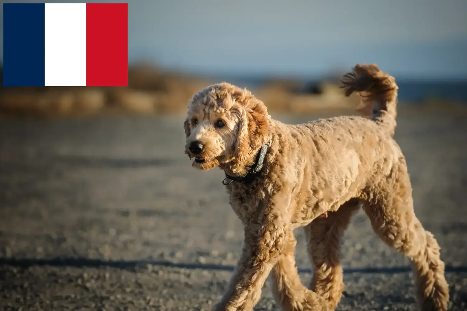 Goldendoodle szczenięta i hodowcy Francja Tutaj znajdziesz hodowców Goldendoodles w Francja.