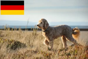 Read more about the article Hodowcy i szczenięta Goldendoodle w Niemcy