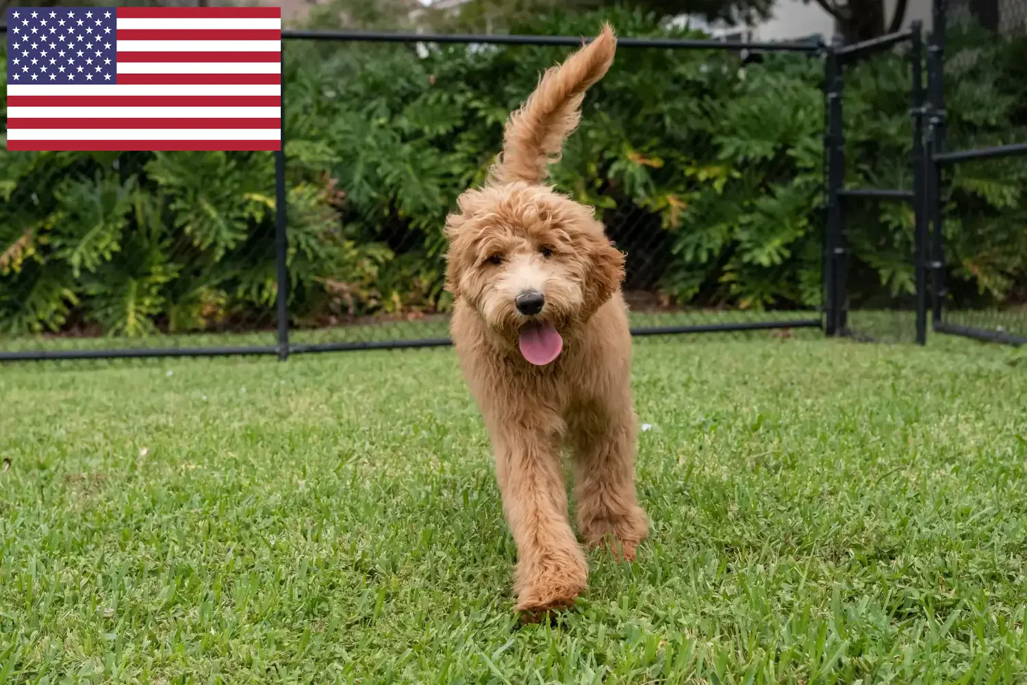 Goldendoodle szczenięta i hodowcy USA Tutaj znajdziesz hodowców rasy Goldendoodles w USA.