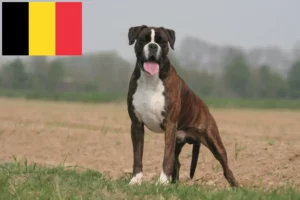 Read more about the article Hodowcy bokserów i szczenięta w Belgia