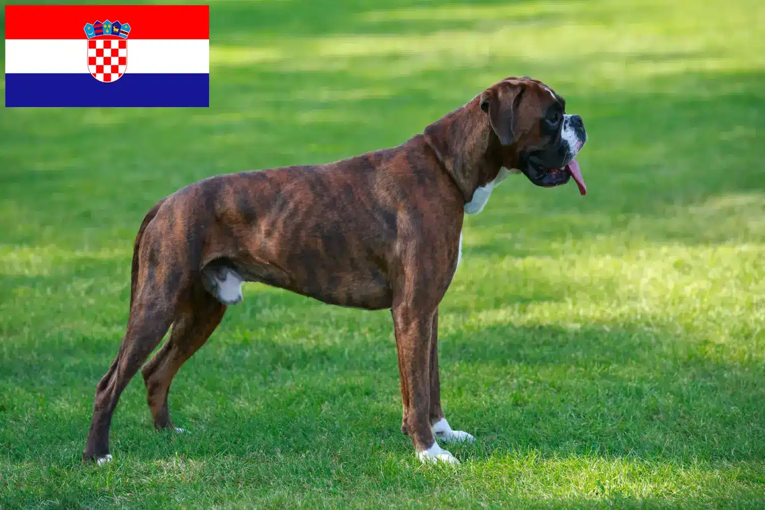 Boksery szczenięta i hodowcy Chorwacja Tutaj znajdziesz hodowców rasy Bokser w Chorwacja.