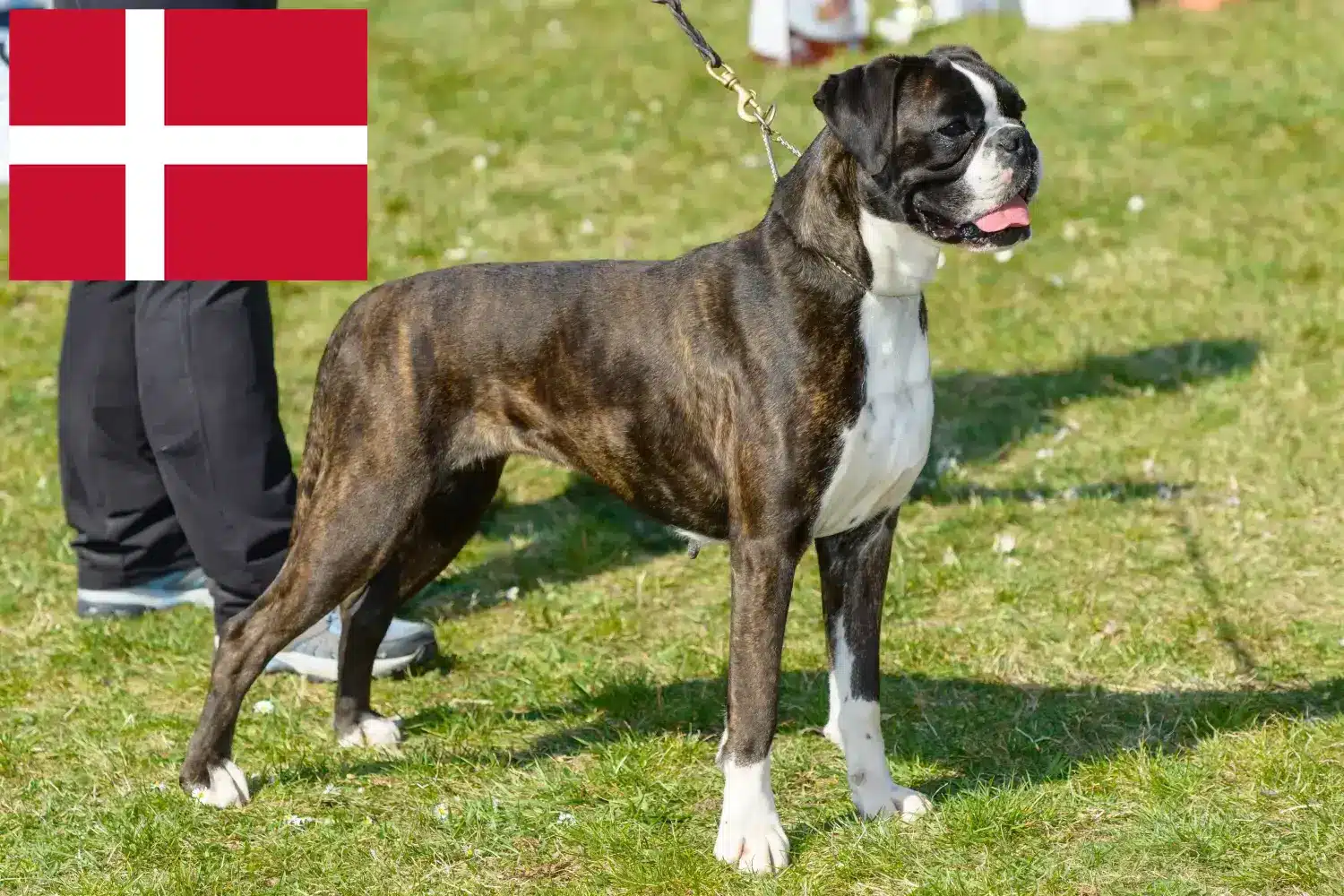 Boksery szczenięta i hodowcy Dania Tutaj znajdziesz hodowców rasy Bokser w Dania.