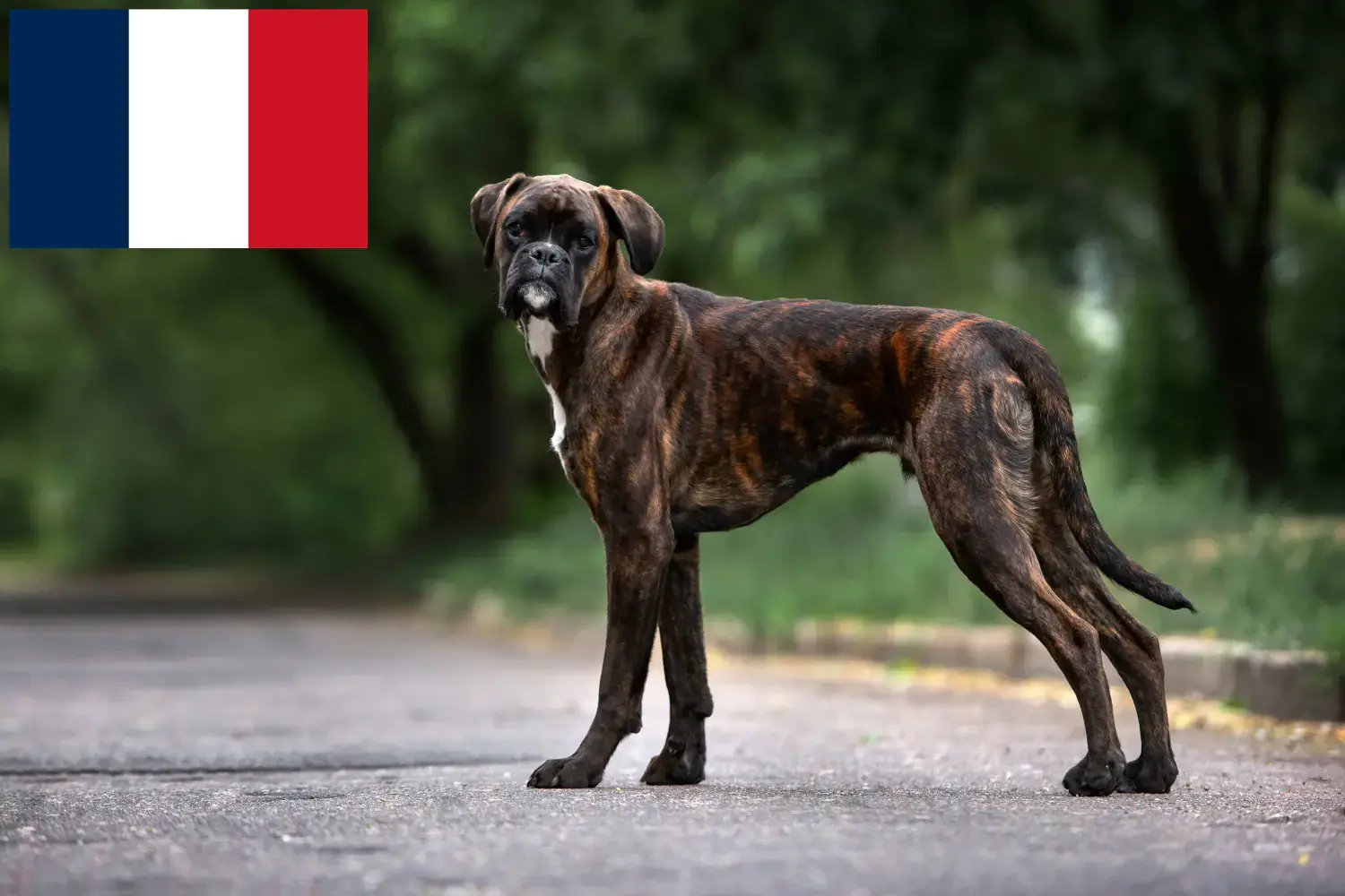 Bokser szczenięta i hodowcy Francja Tutaj znajdziesz hodowców rasy Bokser w Francja.