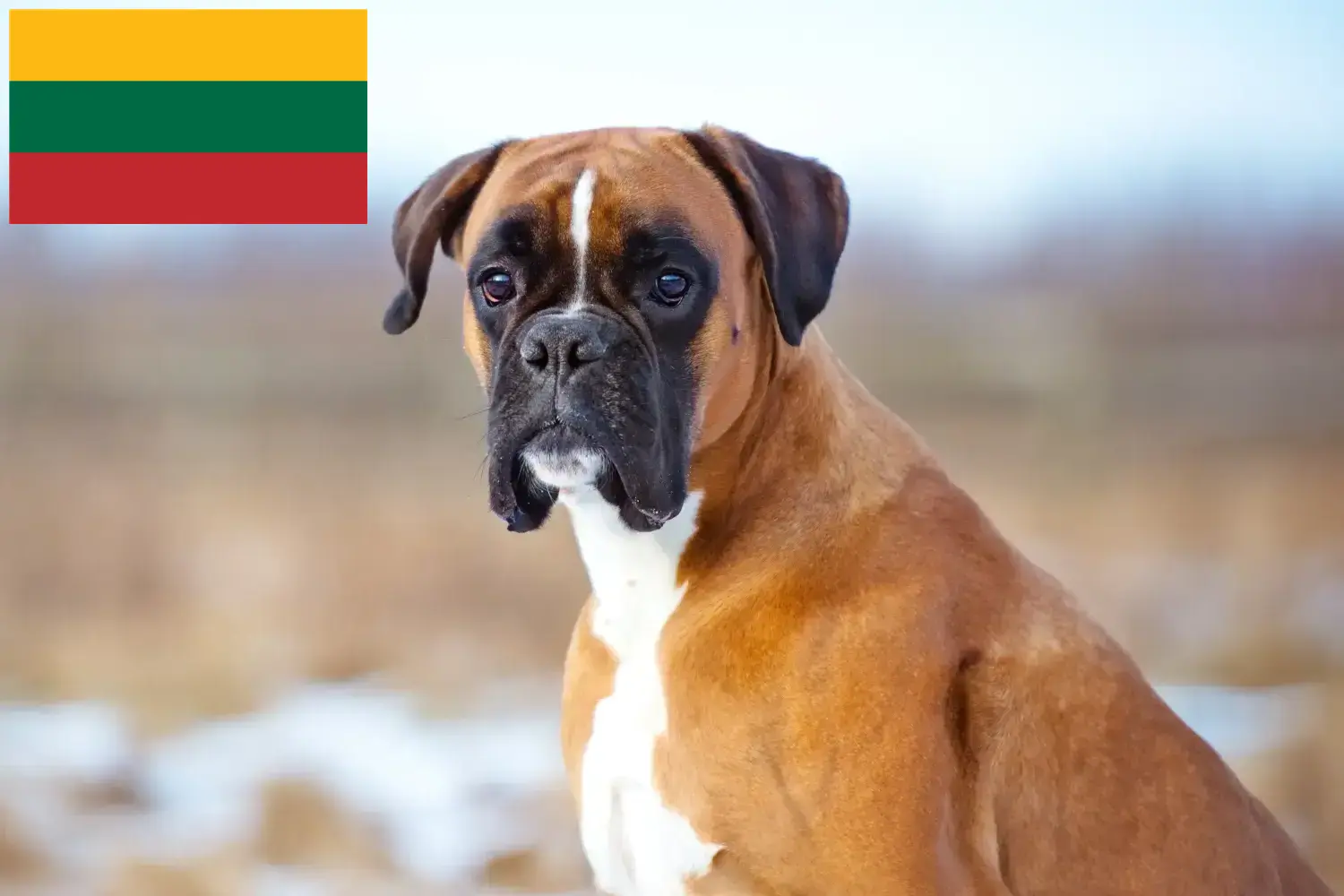 Boksery szczenięta i hodowcy Litwa Znajdź hodowców bokserów w Litwa tutaj.