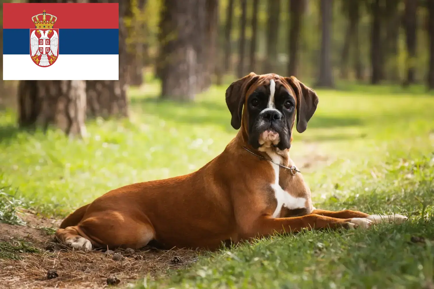 Bokser szczenięta i hodowcy Serbia Tutaj znajdziesz hodowców rasy Bokser w Serbia.