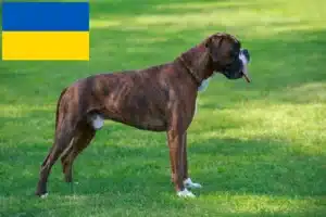 Read more about the article Hodowcy i szczenięta bokserów w Ukraina