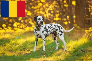 Read more about the article Hodowcy dalmatyńczyków i szczenięta w Rumunia