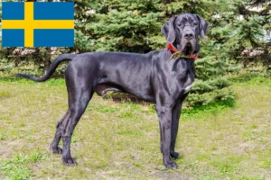 Read more about the article Hodowcy dog niemiecki i szczenięta w Szwecja